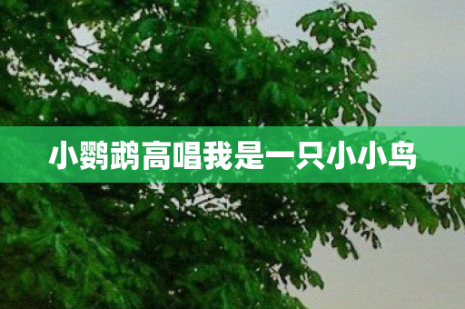小鹦鹉高唱我是一只小小鸟