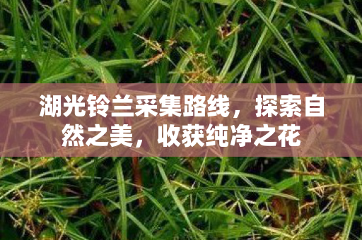 湖光铃兰采集路线，探索自然之美，收获纯净之花