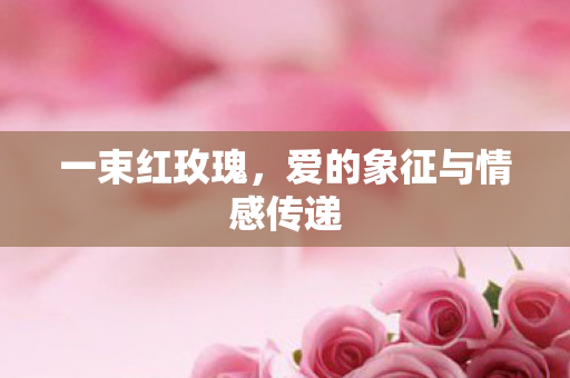一束红玫瑰，爱的象征与情感传递