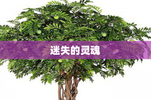 迷失的灵魂