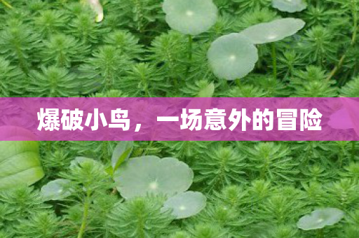 爆破小鸟，一场意外的冒险