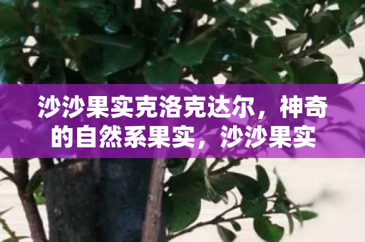 沙沙果实克洛克达尔，神奇的自然系果实，沙沙果实