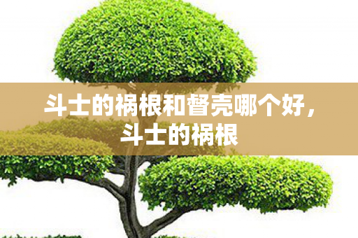 斗士的祸根和督壳哪个好,斗士的祸根 斗士的祸根和督壳哪个好,斗士的祸根