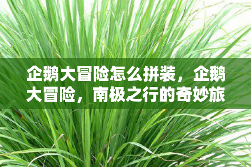 企鹅大冒险怎么拼装，企鹅大冒险，南极之行的奇妙旅程