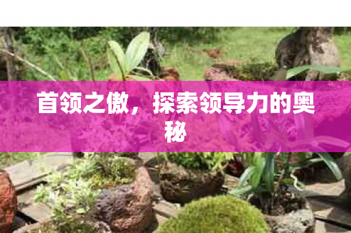 探索领导力的奥秘图片