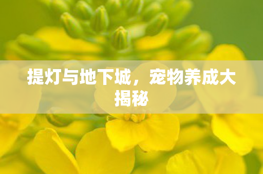 提灯与地下城，宠物养成大揭秘