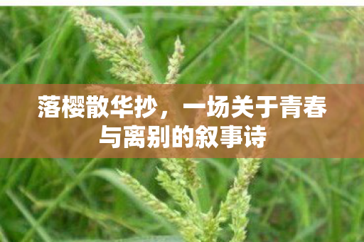 落樱散华抄，一场关于青春与离别的叙事诗