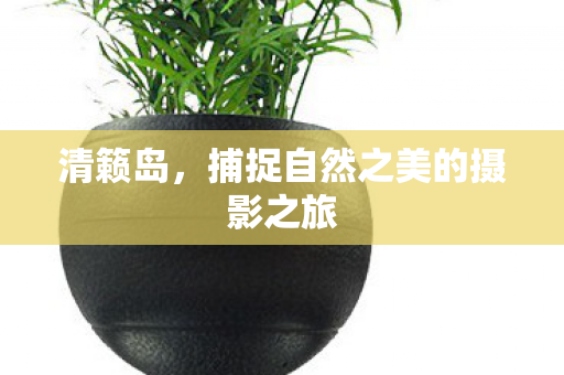 捕捉自然之美的摄影之旅图片