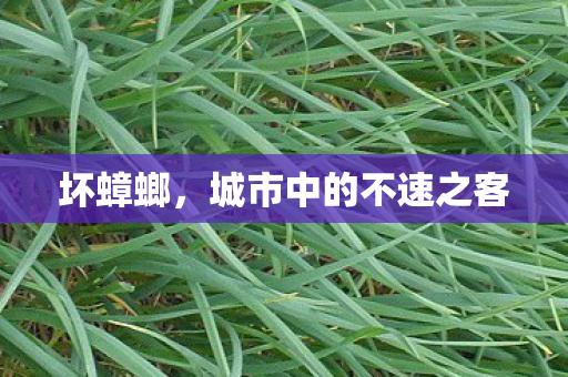 坏蟑螂,城市中的不速之客 坏蟑螂,城市中的不速之客