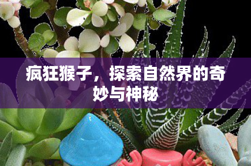 疯狂猴子，探索自然界的奇妙与神秘