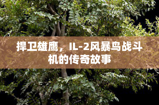 捍卫雄鹰，IL-2风暴鸟战斗机的传奇故事