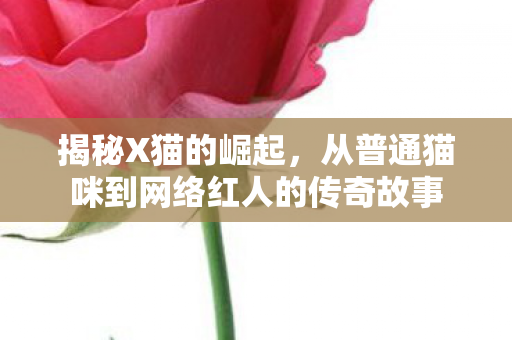 揭秘X猫的崛起，从普通猫咪到网络红人的传奇故事