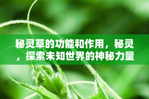 秘灵草的功能和作用，秘灵，探索未知世界的神秘力量