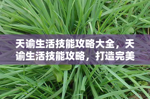 天谕生活技能攻略大全，天谕生活技能攻略，打造完美生活，提升角色实力