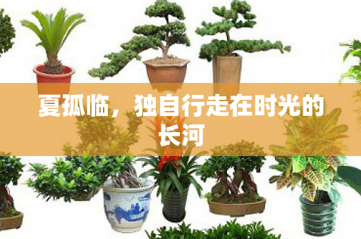 夏孤临，独自行走在时光的长河
