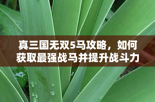 真三国无双5马攻略,如何获取最强战马并提升战斗力 真三国无双5马攻略,如何获取最强战马并提升战斗力