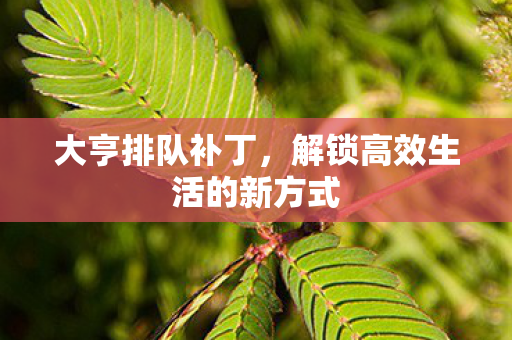 大亨排队补丁，解锁高效生活的新方式