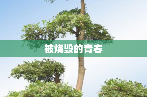 被烧毁的青春