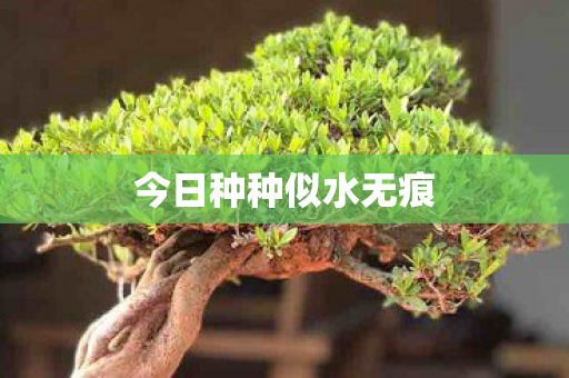 今日种种似水无痕