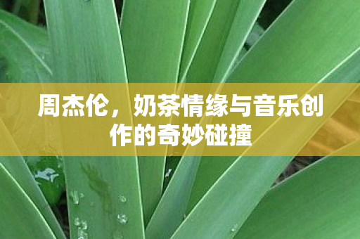 周杰伦,奶茶情缘与音乐创作的奇妙碰撞 周杰伦,奶茶情缘与音乐创作的奇妙碰撞
