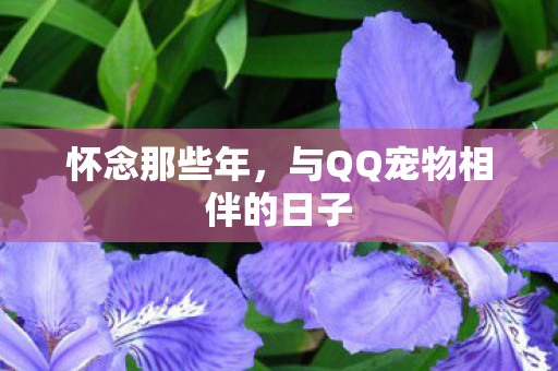 怀念那些年，与QQ宠物相伴的日子