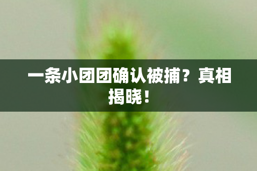 一条小团团确认被捕？真相揭晓！