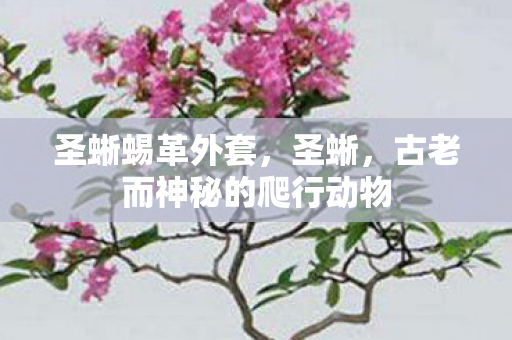 圣蜥蜴革外套，圣蜥，古老而神秘的爬行动物