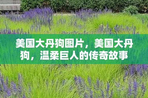 美国大丹狗图片，美国大丹狗，温柔巨人的传奇故事