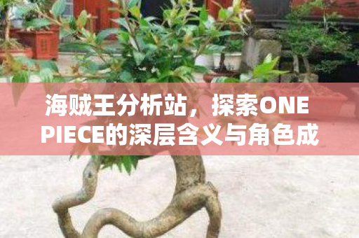 海贼王分析站，探索ONE PIECE的深层含义与角色成长
