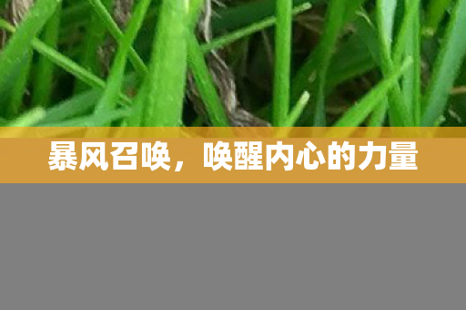 暴风召唤，唤醒内心的力量
