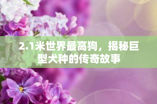 2.1米世界最高狗，揭秘巨型犬种的传奇故事