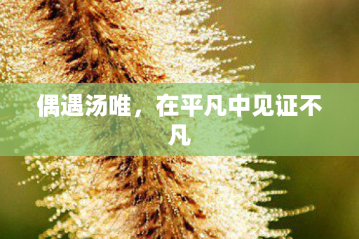 偶遇汤唯，在平凡中见证不凡
