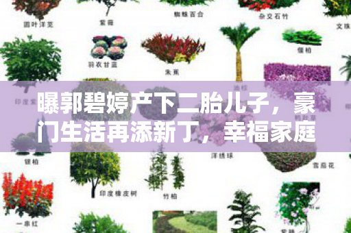 曝郭碧婷产下二胎儿子，豪门生活再添新丁，幸福家庭再添一员