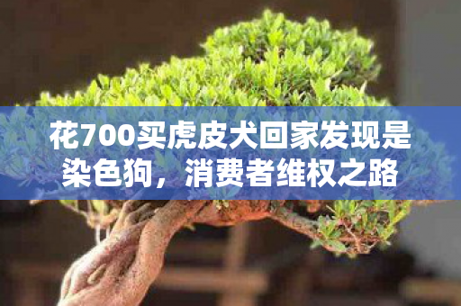 花700买虎皮犬回家发现是染色狗，消费者维权之路