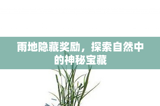 雨地隐藏奖励，探索自然中的神秘宝藏