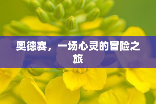 一场心灵的冒险之旅图片