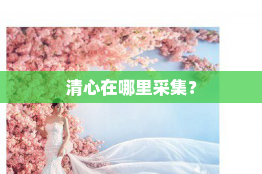 清心在哪里采集？