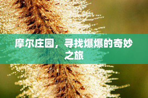 摩尔庄园，寻找爆爆的奇妙之旅