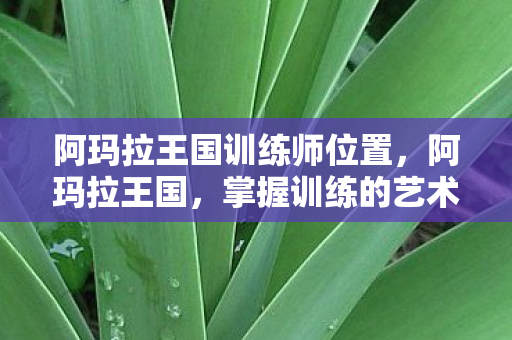 阿玛拉王国训练师位置，阿玛拉王国，掌握训练的艺术