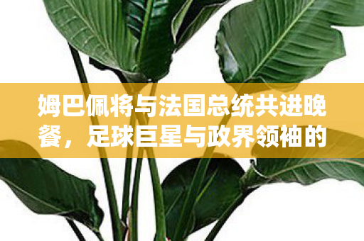 姆巴佩将与法国总统共进晚餐，足球巨星与政界领袖的跨界交流