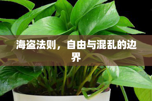 海盗法则，自由与混乱的边界