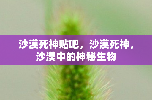 沙漠死神贴吧，沙漠死神，沙漠中的神秘生物