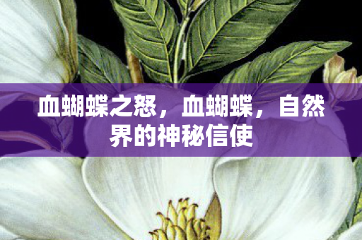 血蝴蝶之怒，血蝴蝶，自然界的神秘信使