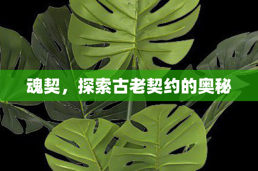 魂契，探索古老契约的奥秘