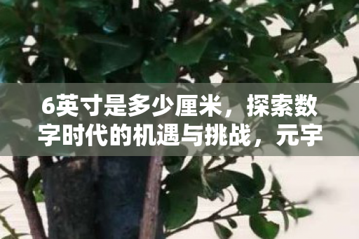 6英寸是多少厘米,探索数字时代的机遇与挑战,元宇宙的兴起与影响 6英寸是多少厘米,探索数字时代的机遇与挑战,元宇宙的兴起与影响