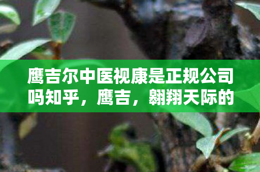 鹰吉尔中医视康是正规公司吗知乎，鹰吉，翱翔天际的传奇