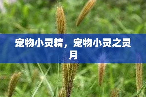 宠物小灵精，宠物小灵之灵月