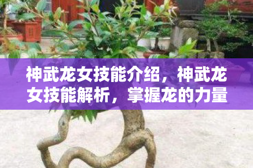 神武龙女技能介绍，神武龙女技能解析，掌握龙的力量，展现无尽魅力