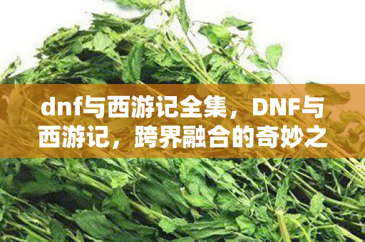 dnf与西游记全集，DNF与西游记，跨界融合的奇妙之旅