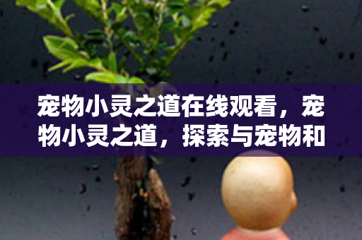 探索与宠物和谐共处的奥秘图片